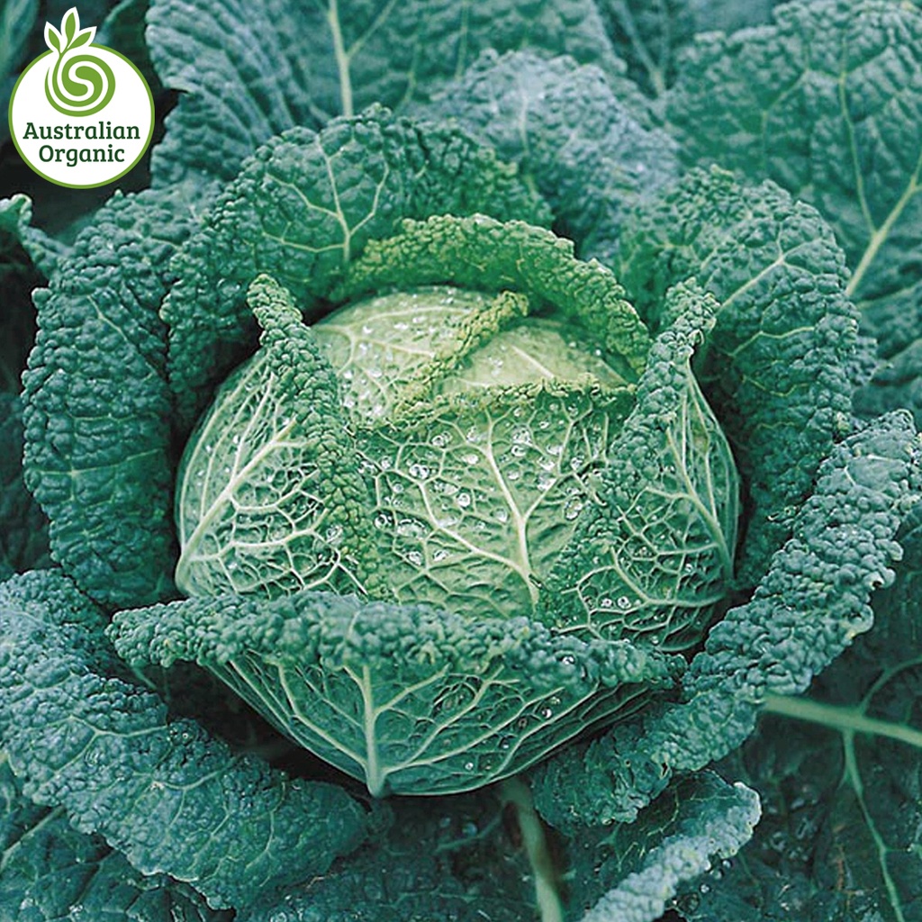 Certified Organic Cabbage - Savoy