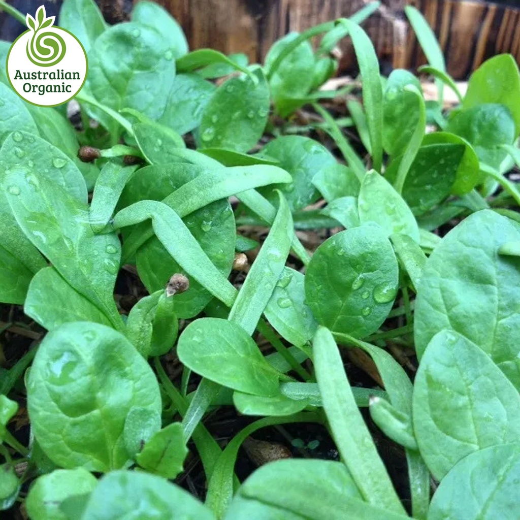 Certified Organic Salad - Spinach Leaves Baby Loose