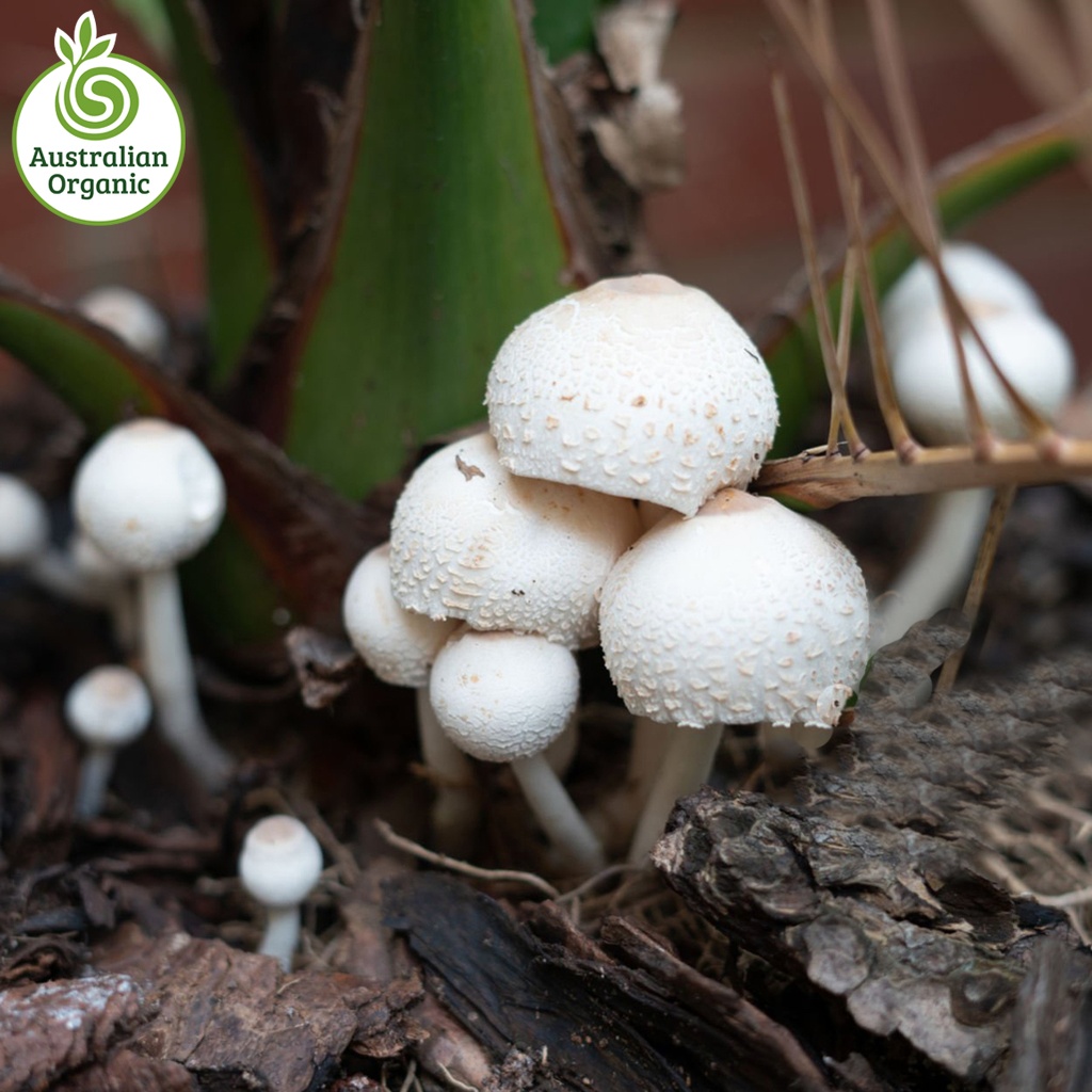 Certified Organic Mushrooms - Cup White