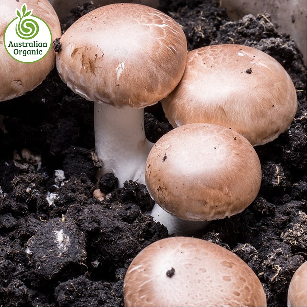 Certified Organic Mushrooms - Swiss Brown Cup