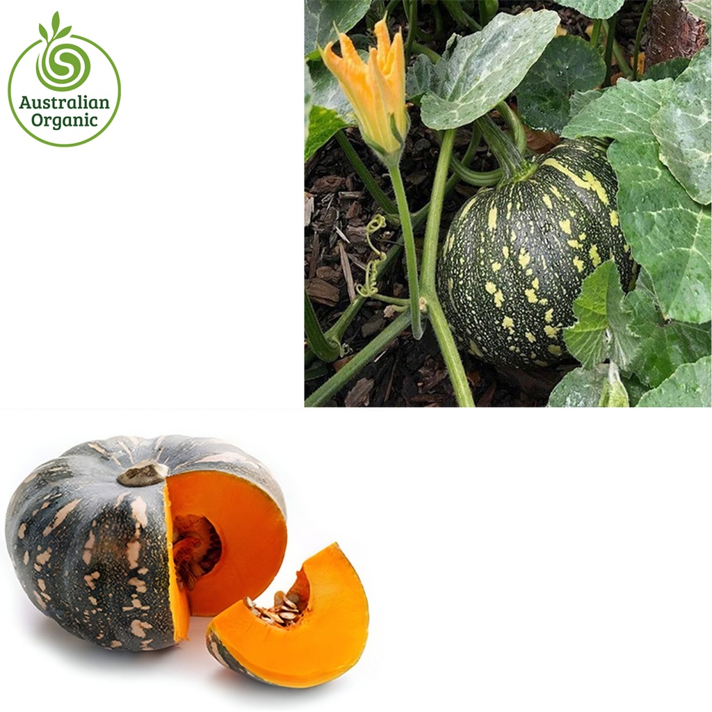 Certified Organic Pumpkin - Japanese