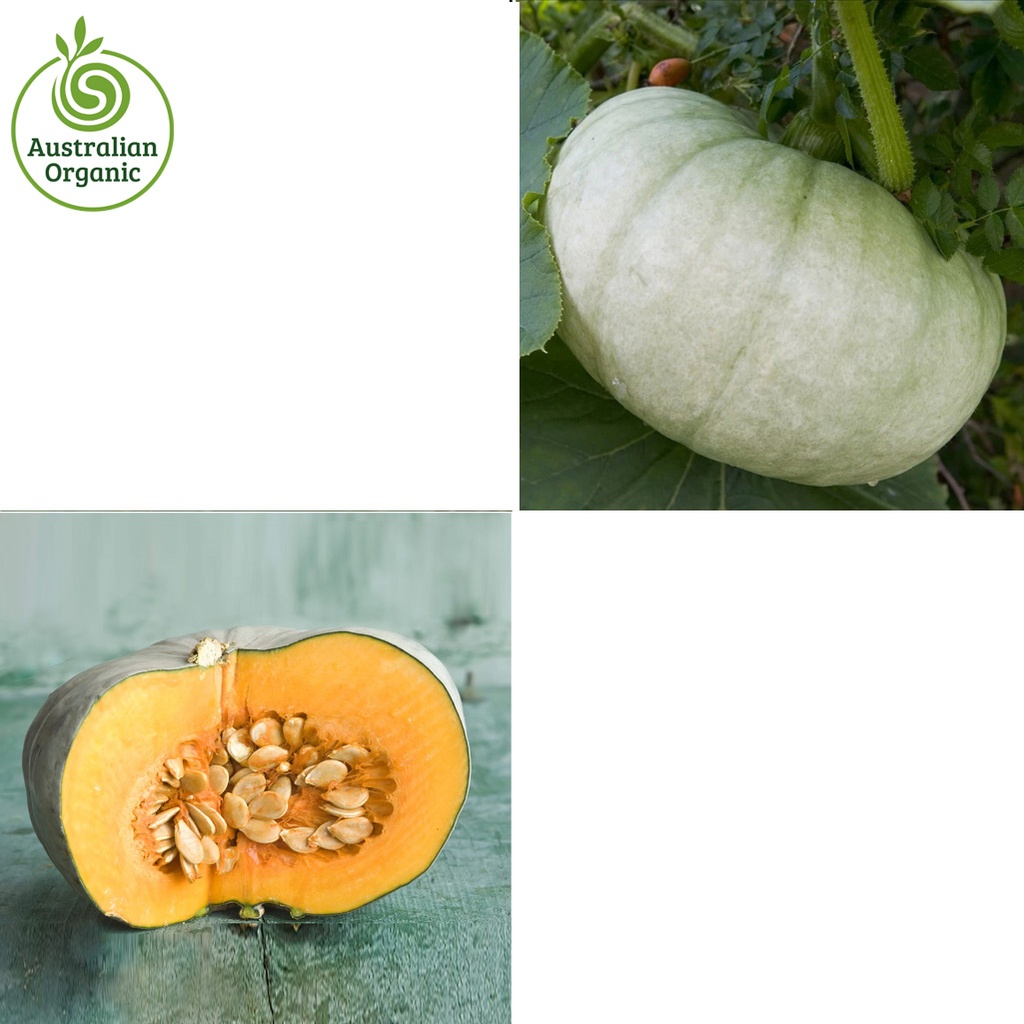 Certified Organic Pumpkin - Sweet Grey (Jarradale)