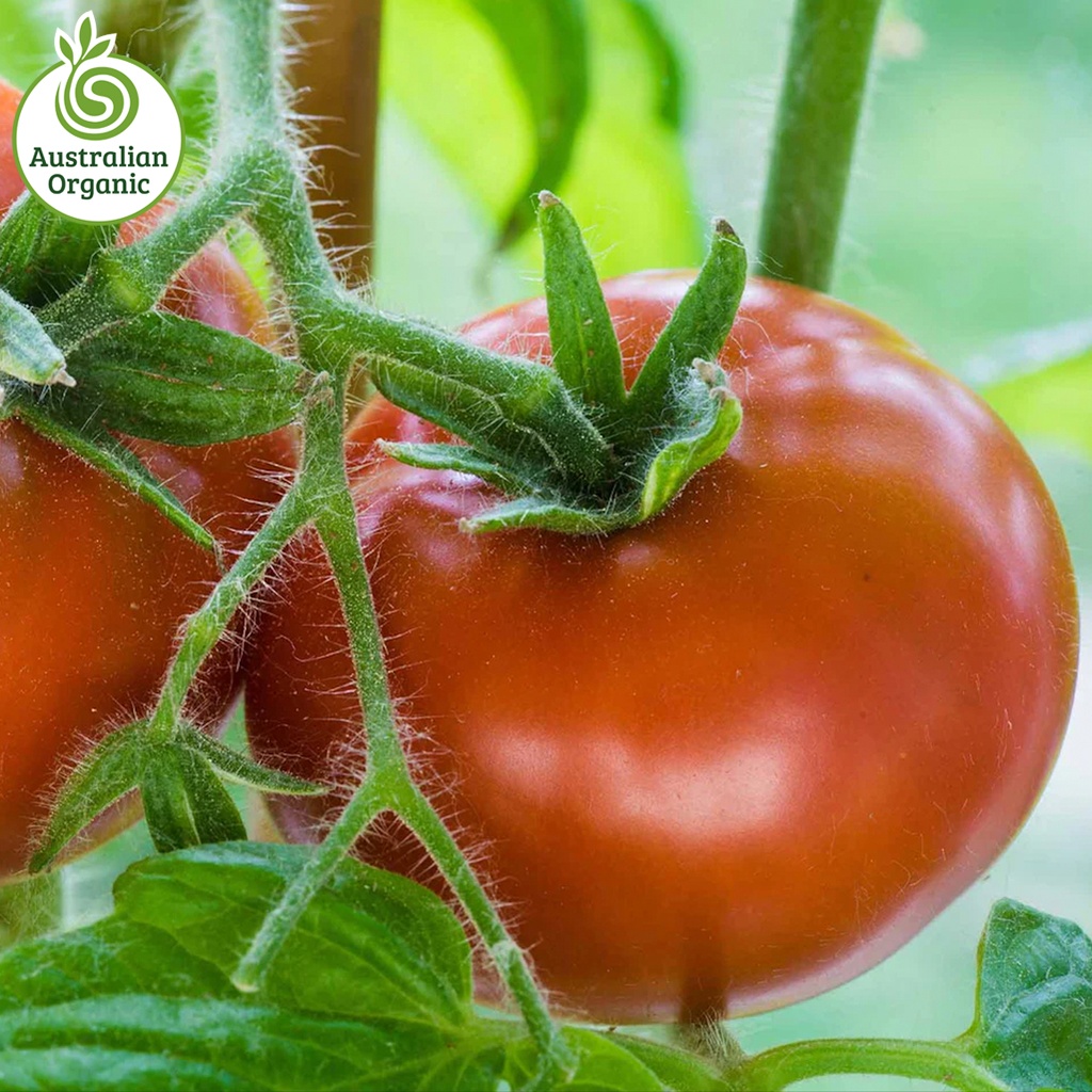 Certified Organic Tomato - Round