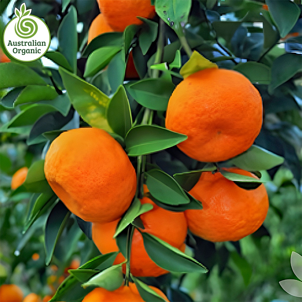 Certified Organic Mandarins - Imperial