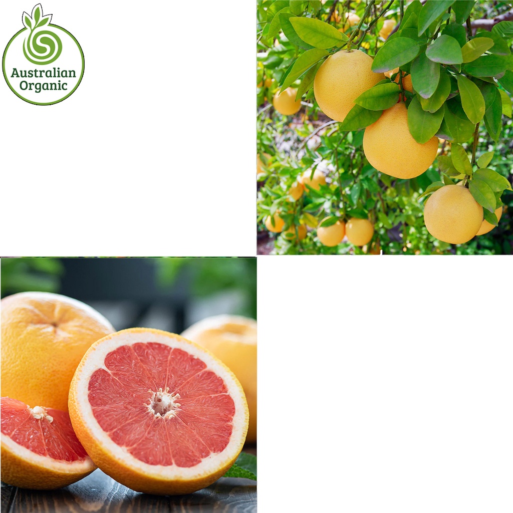 Certified Organic Grapefruit - Ruby Red