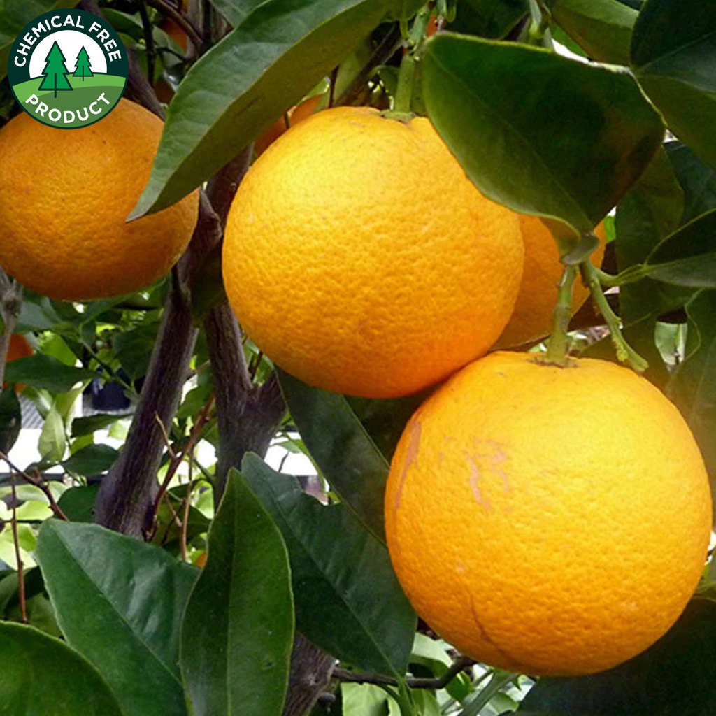 Spray-free -  Oranges - bag (3kg) Navels