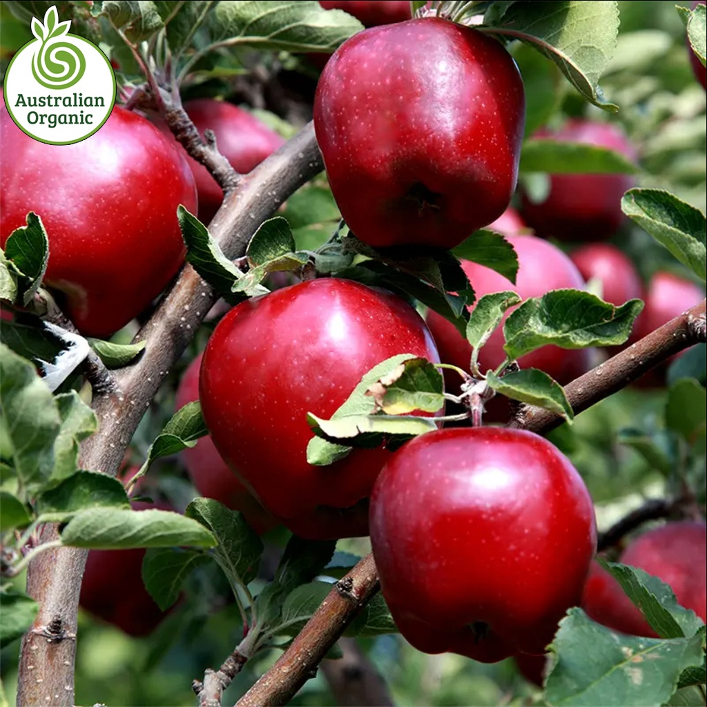 Certified Organic Apples - Red Delicious