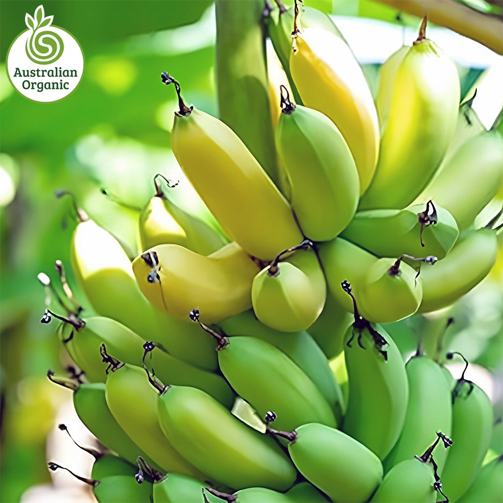 Certified Organic Bananas - Cavendish