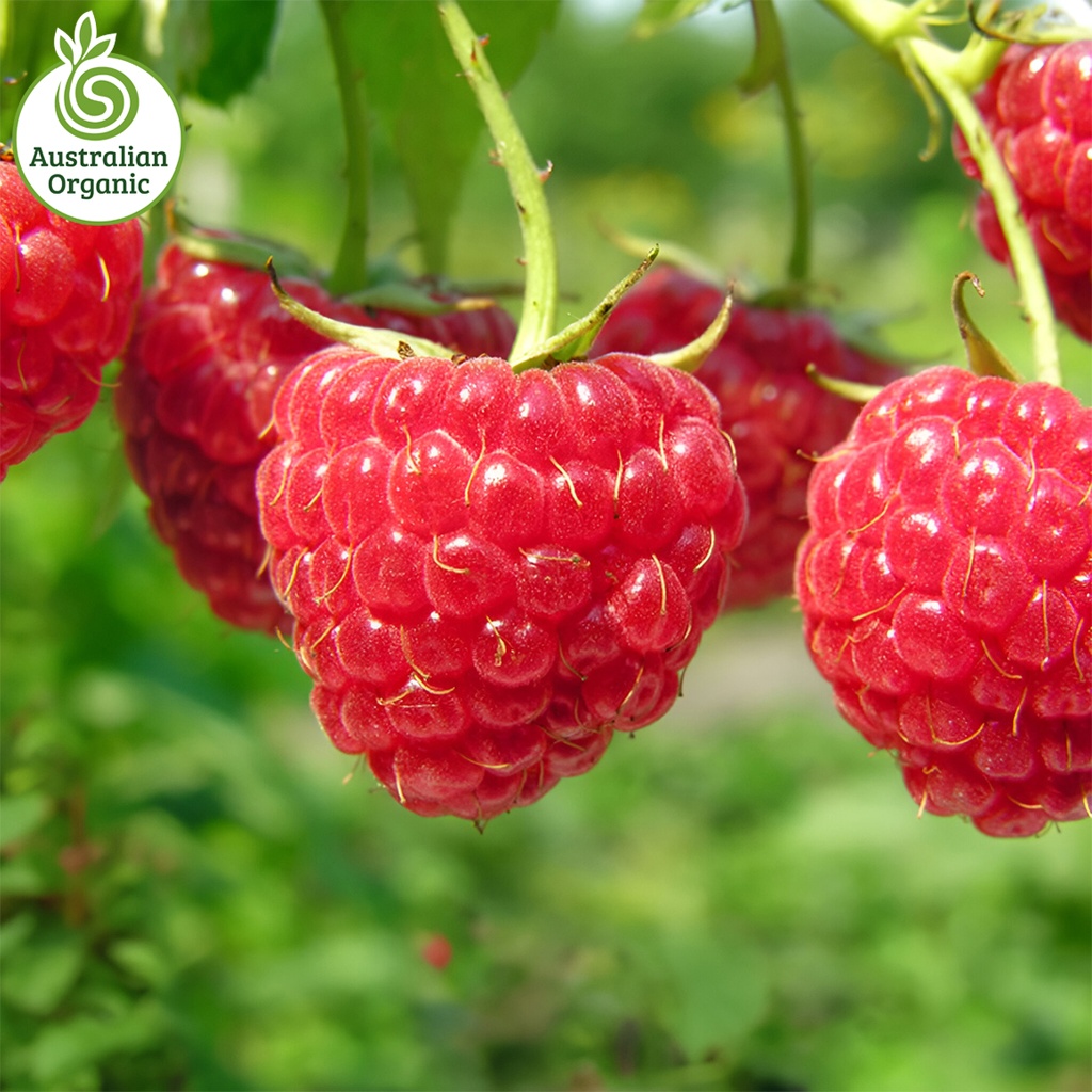 Certified Organic Berries - Raspberry