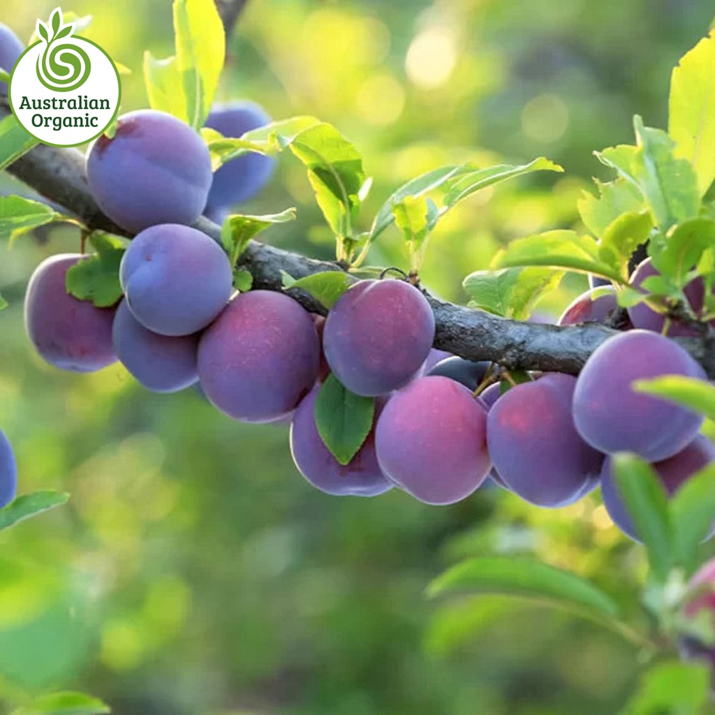 Certified Organic Plums - Blood