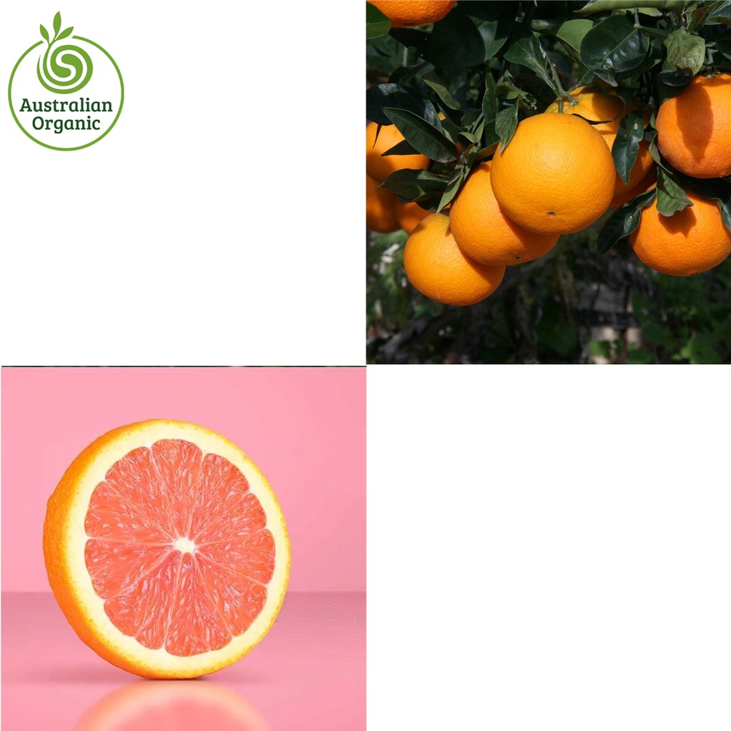 Certified Organic Oranges - Cara Cara