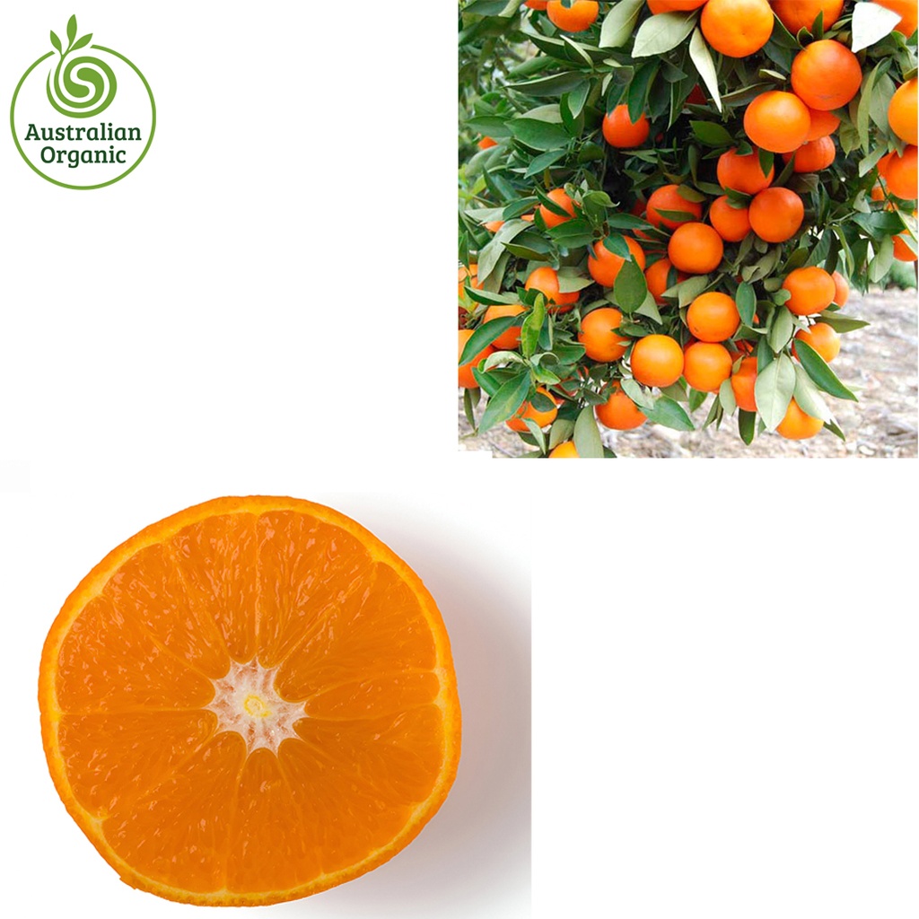 Certified Organic Mandarins - Daisy