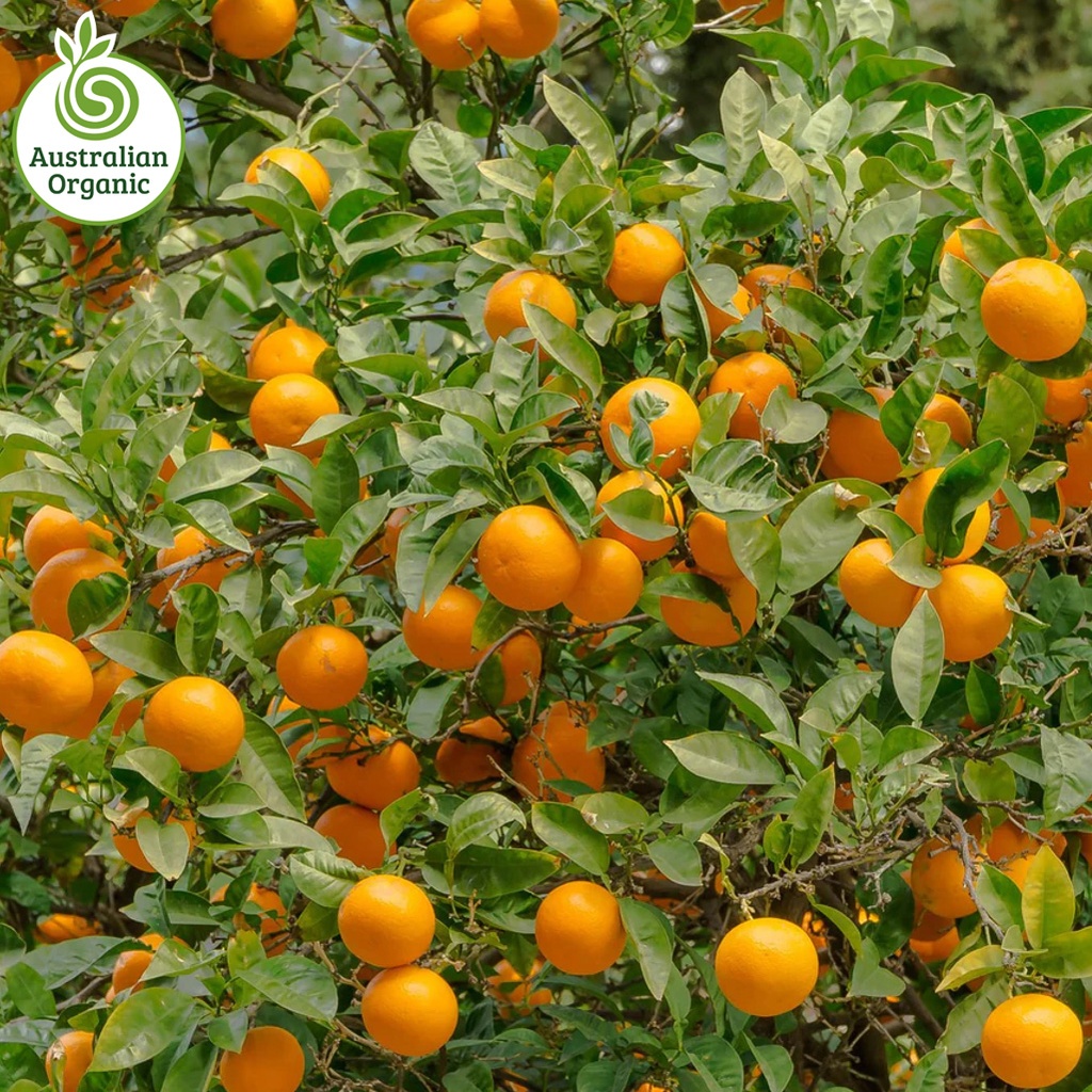 Certified Organic Oranges - Juicing