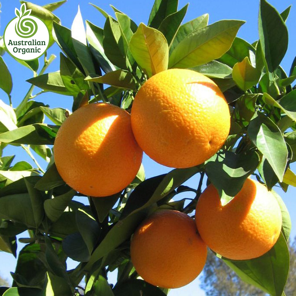 Certified Organic Oranges - Valencia