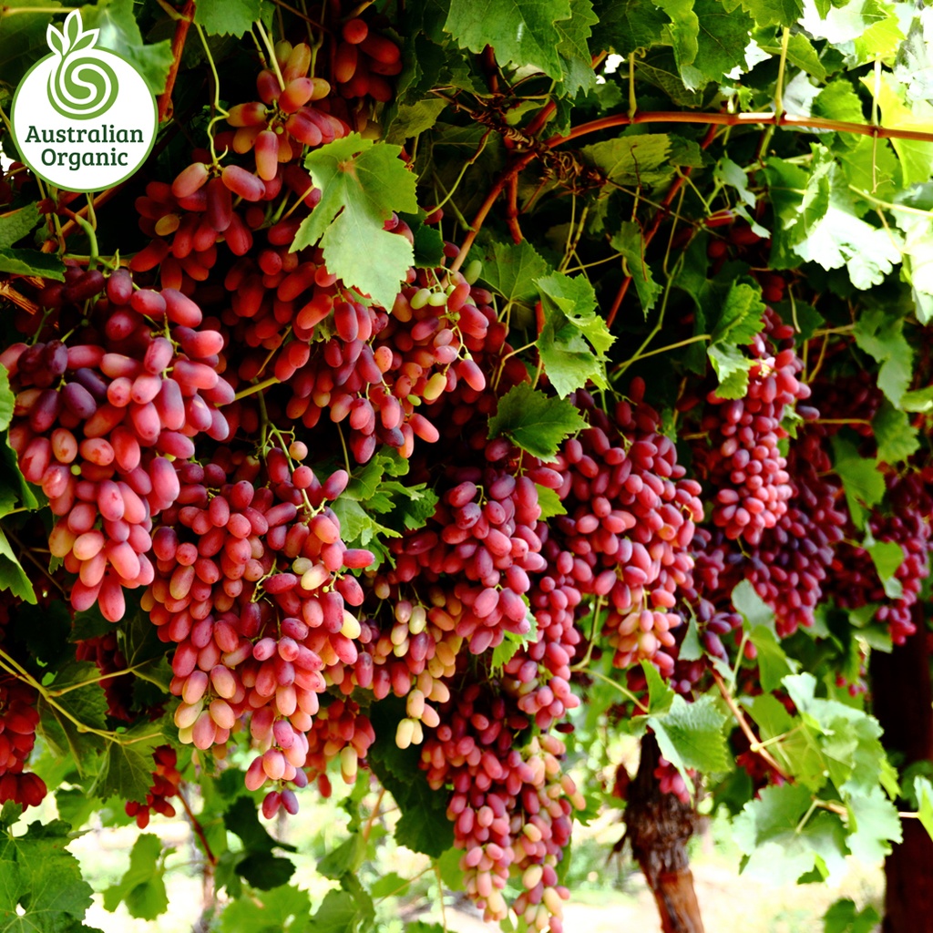 Certified Organic Grapes - Crimson Red Seedless