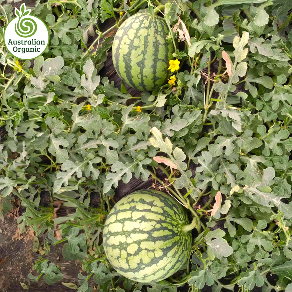 Certified Organic Watermelon - Mini