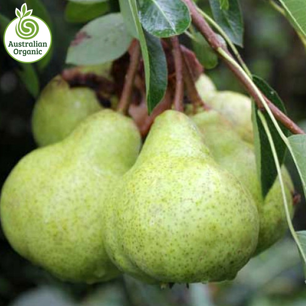 Certified Organic Pears - Packham