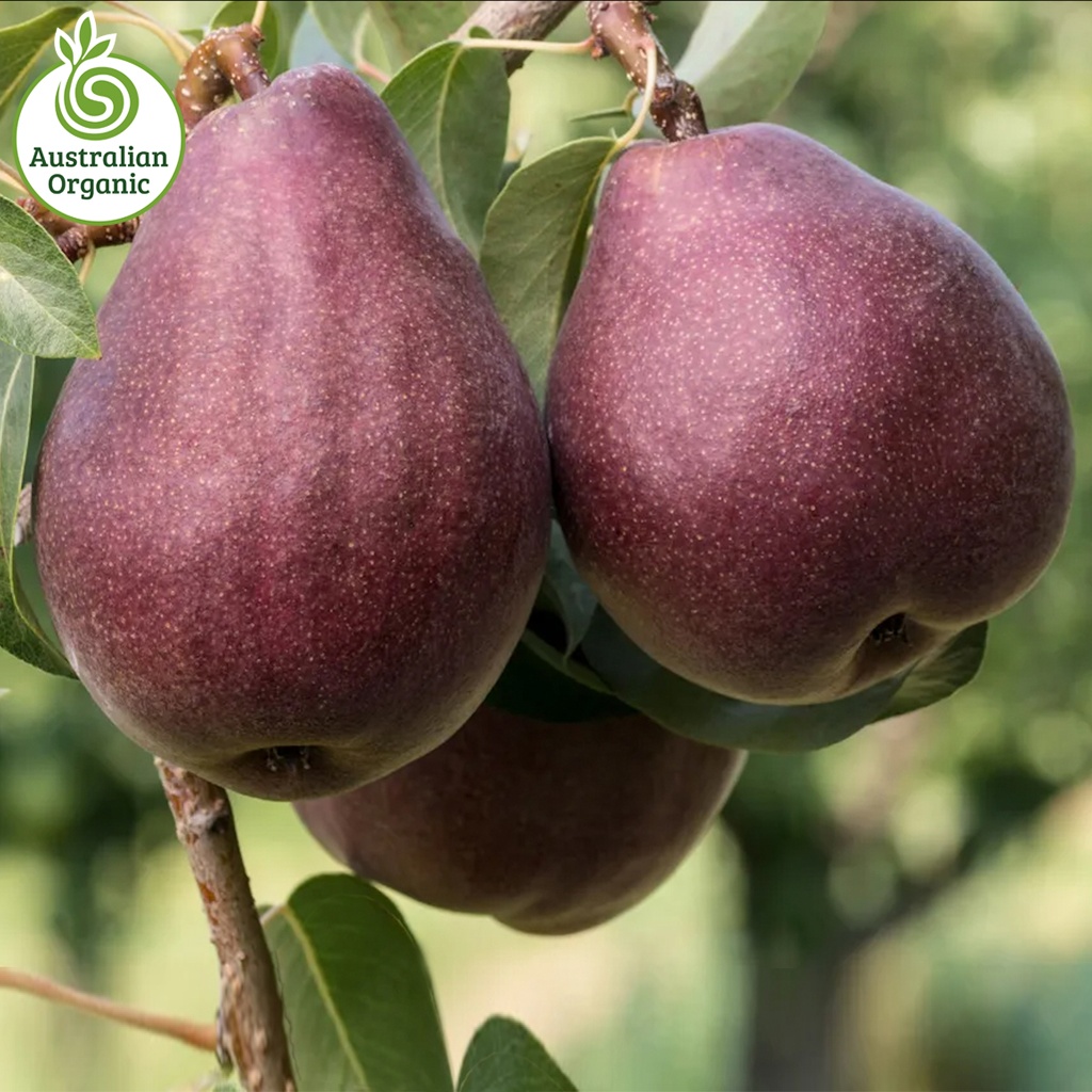 有机梨 - 红安琪兒