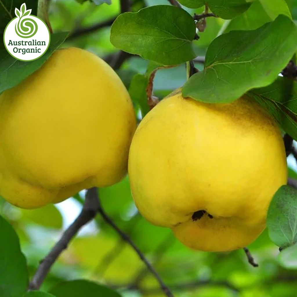 Certified Organic Golden Quince