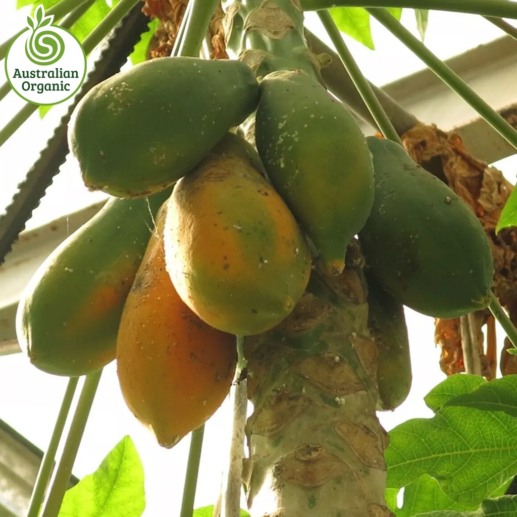 Certified Organic Papaya - Red