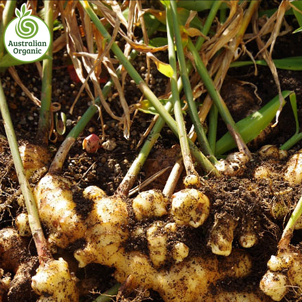 Certified Organic Ginger - Old Season (Stronger Flavour)