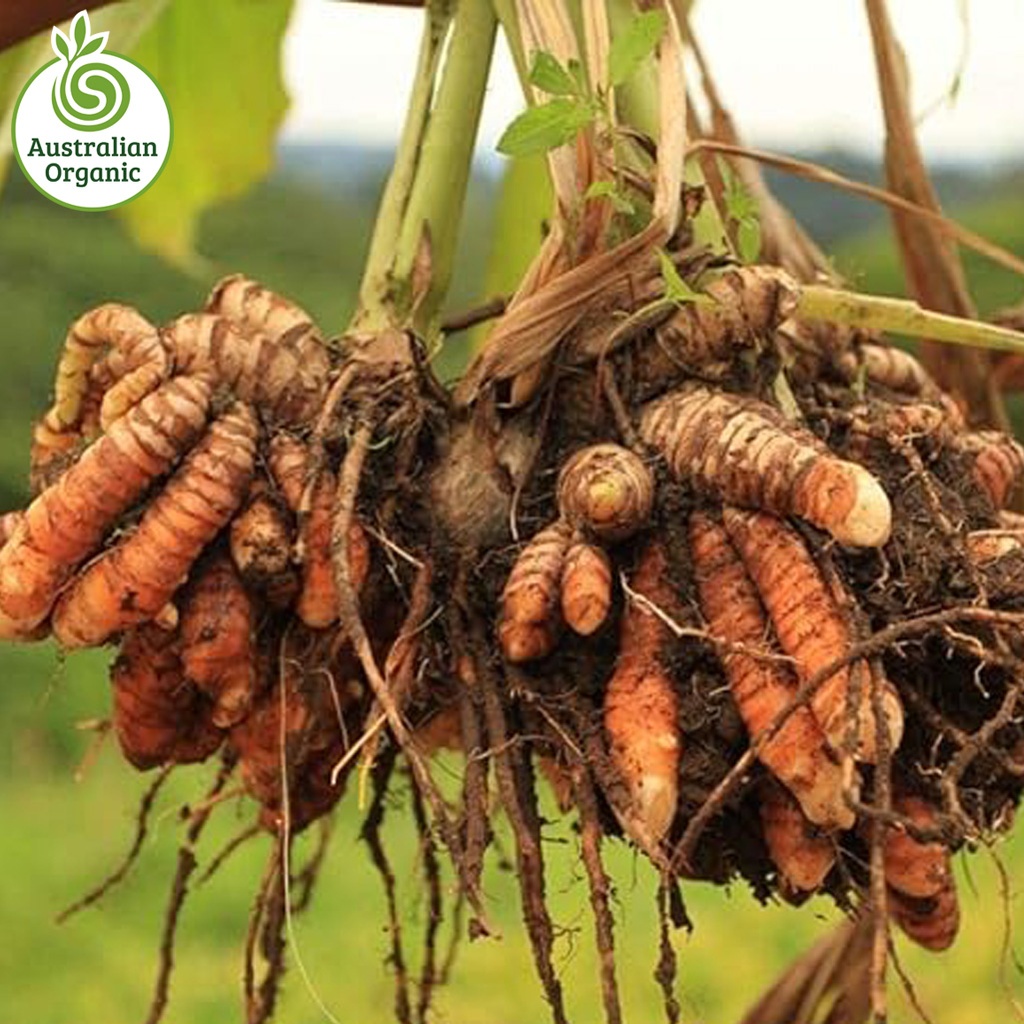 Certified Organic Ginger - Turmeric Orange