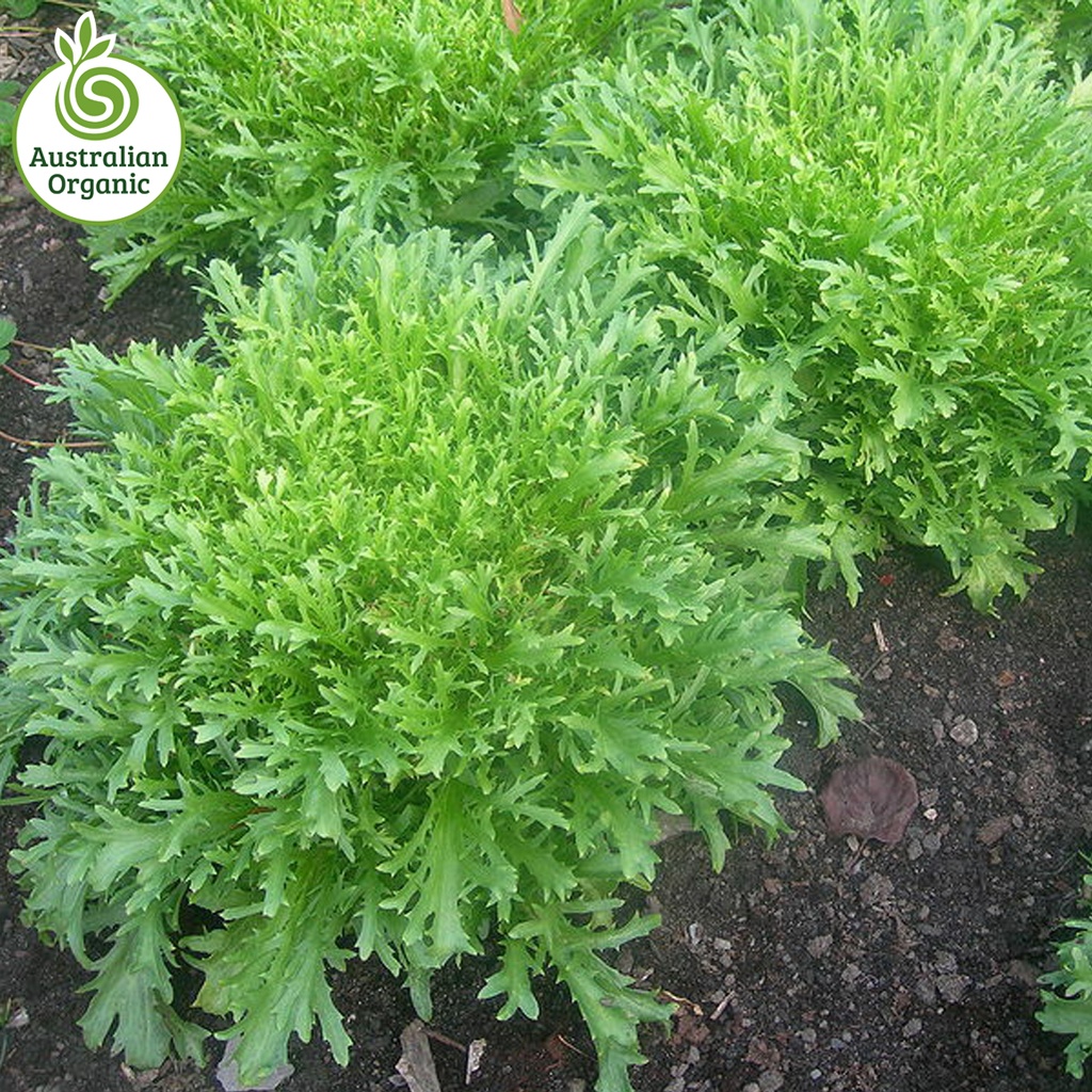 經過認證的有機生菜-Endive