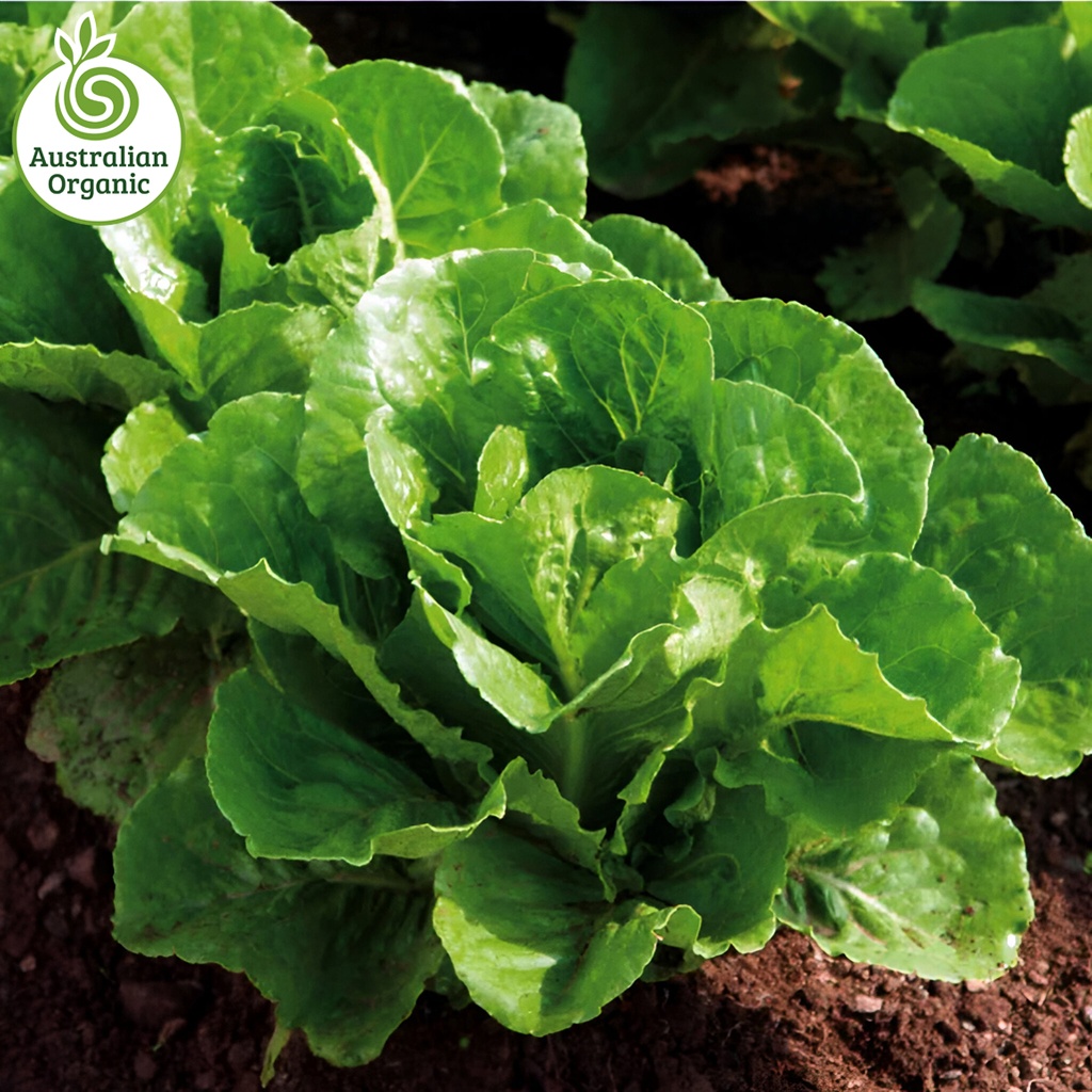 Certified Organic Lettuce - Cos