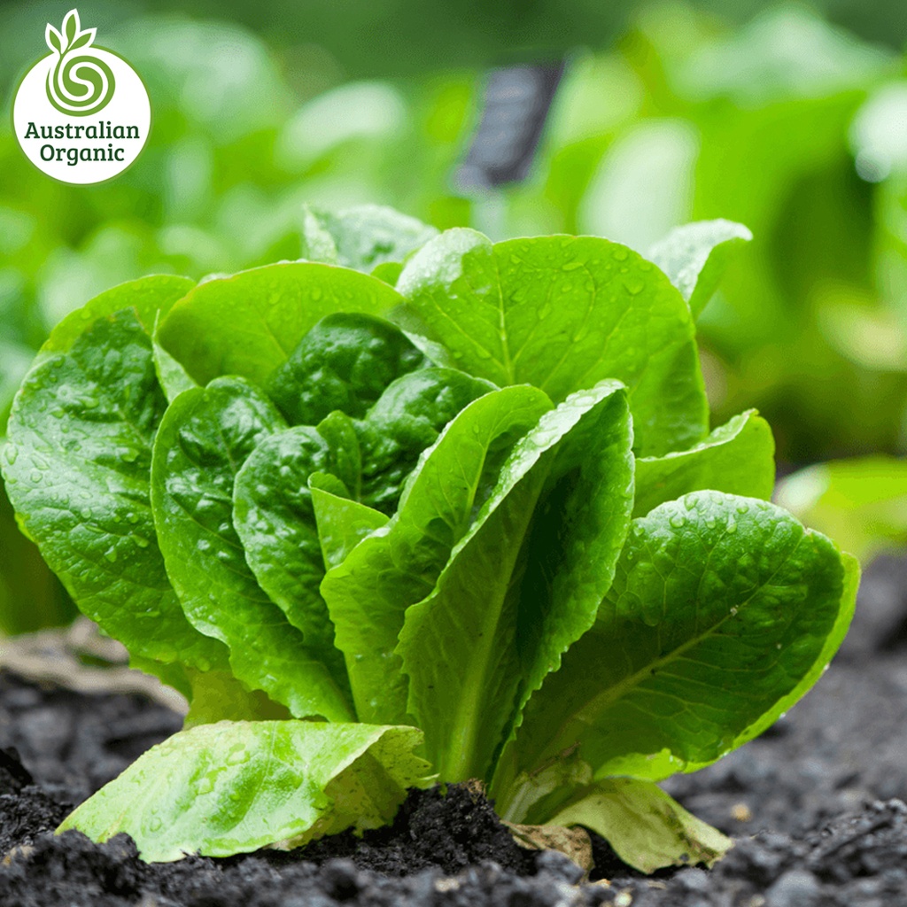 Certified Organic Lettuce - Cos Baby