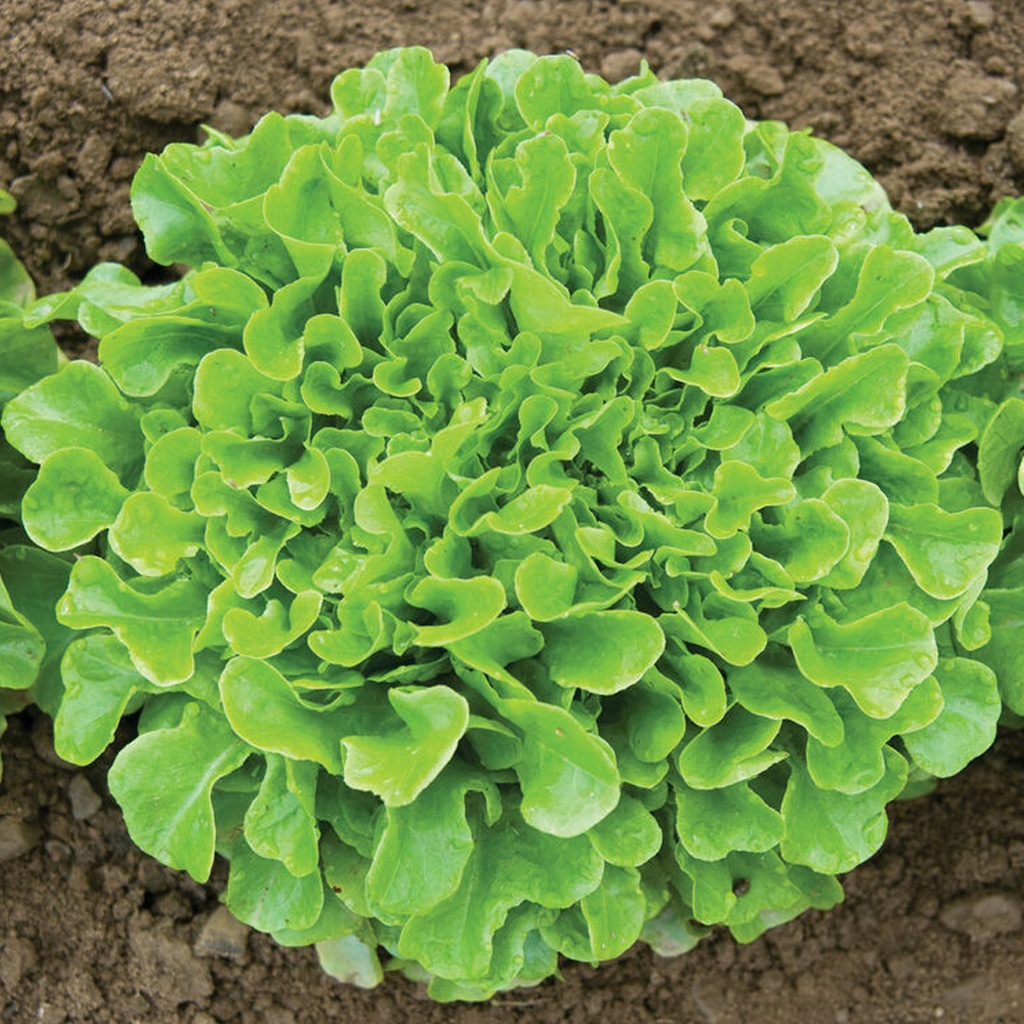 Certified Organic Lettuce - Fancy Green