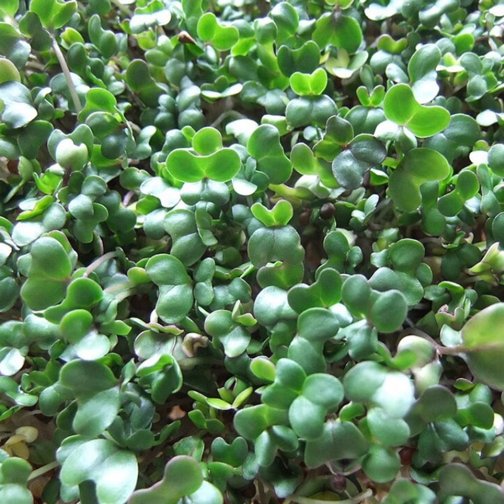 Certified Organic Live Sprout – Broccoli