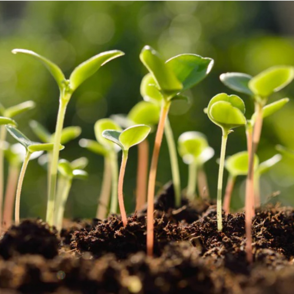 Certified Organic Live Sprout – Salad