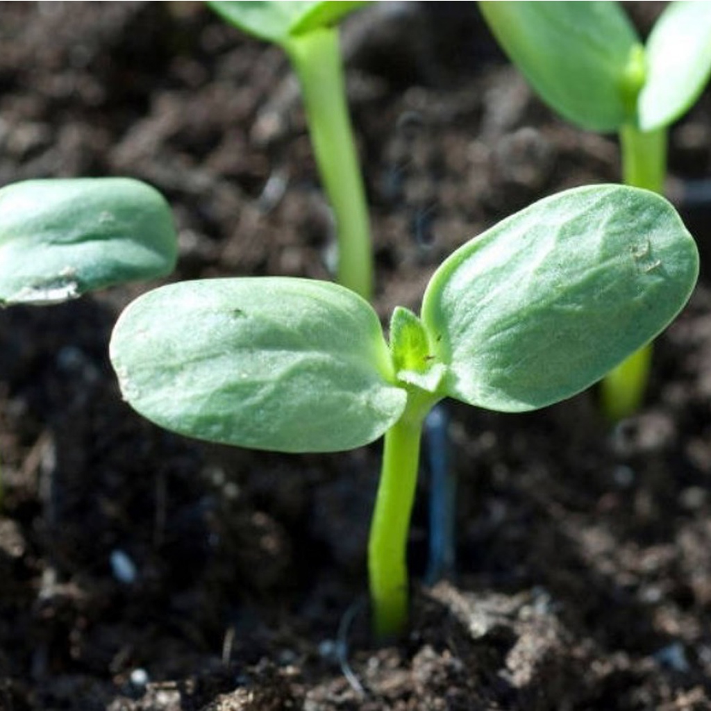 Certified Organic Live Sprout – Sunflower