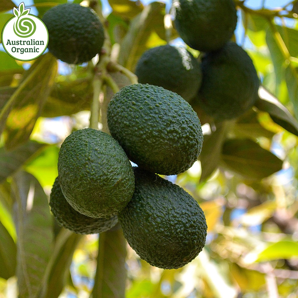 Certified Organic Avocado - Medium size (each) Hass