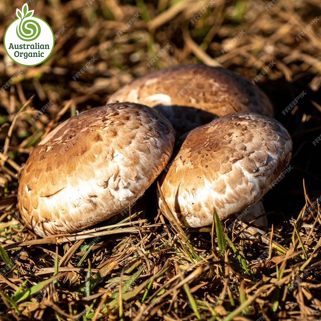 Certified Organic Mushrooms - Swiss Brown Flat (375g Punnet)