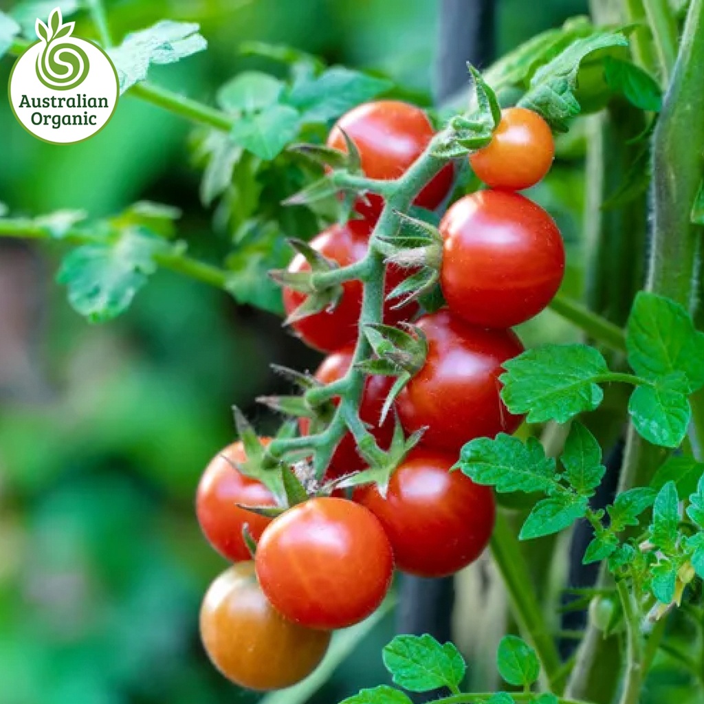 Certified Organic Tomato - Cherry 250g Punnets
