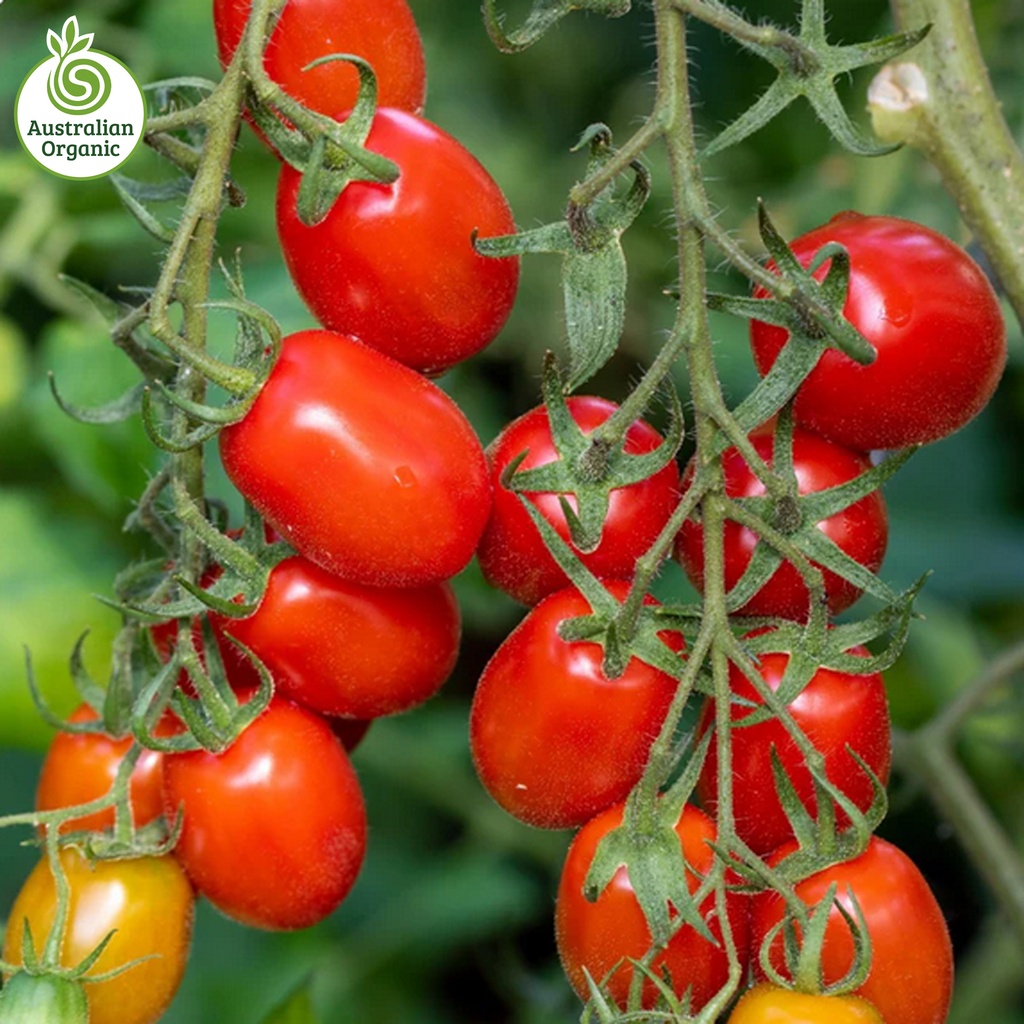 有机迷你罗马番茄（200–250g） (Mini Roma Tomato Punnets)
