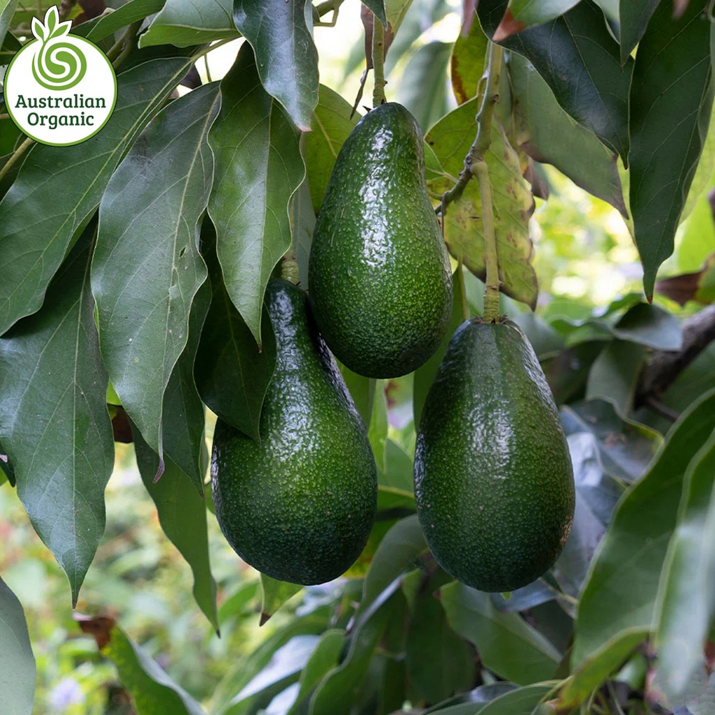 Certified Organic Avocados - Ryan (Each) (Med/Lrge)
