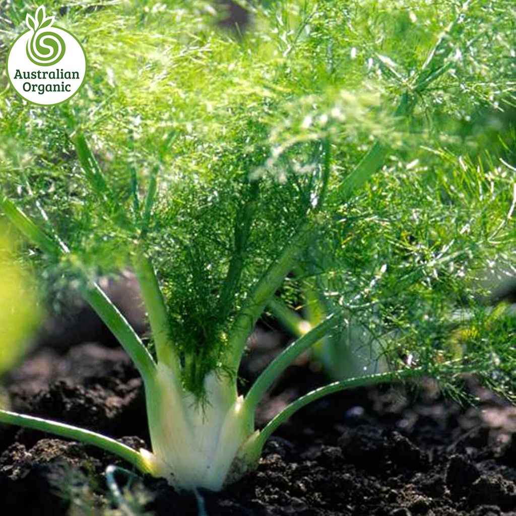 Certified Organic Fennel Bulbs - Baby (Small)