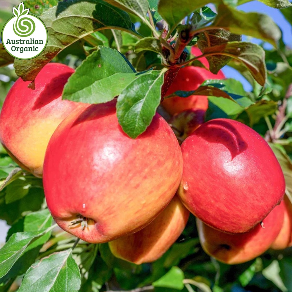 Certified Organic Apples - Braeburn 1.5kg bag