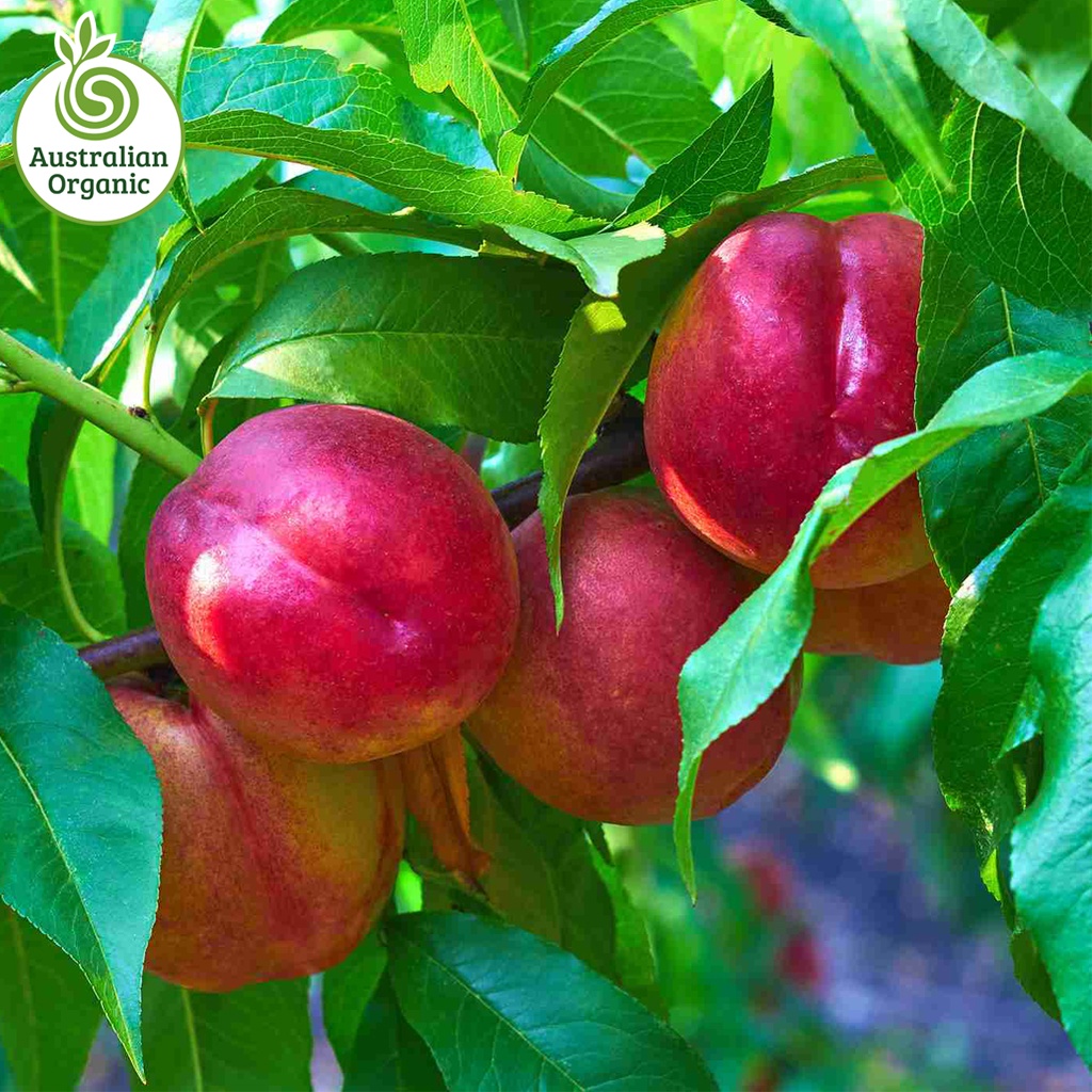 Certified Organic Nectarine - Yellow