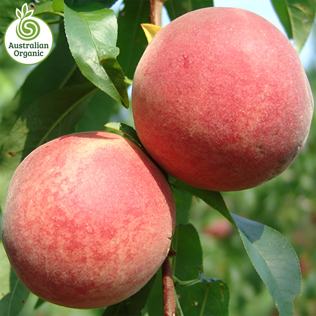 Certified Organic Peach - White