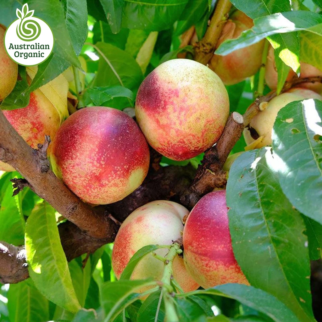 Certified Organic Nectarines - White