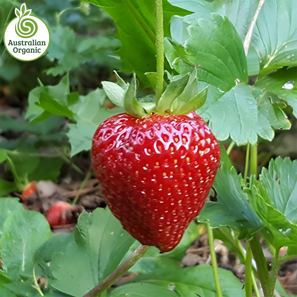 Certified Organic Berries - Strawberry 250g Punnets