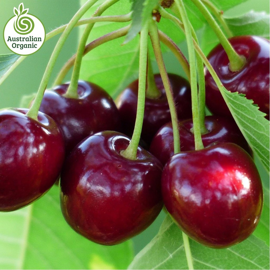 Certified Organic Cherries (Large)
