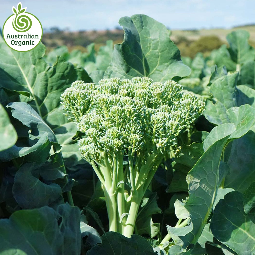 Certified Organic Broccolini - Green Bunch