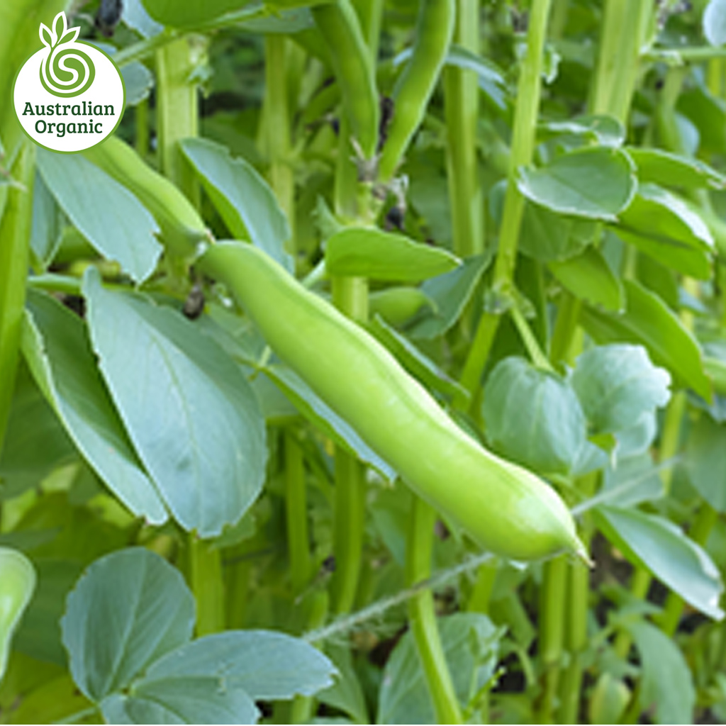 Certified Organic Broad Beans
