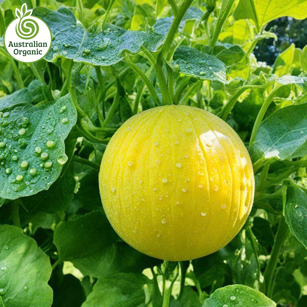 Certified Organic Melon - Yellow Honeydew (Sweet White Flesh)