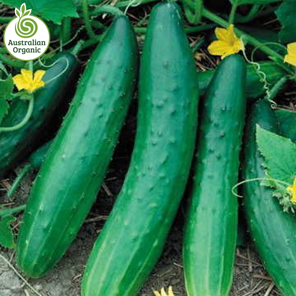 Certified Organic Cucumbers - Continental