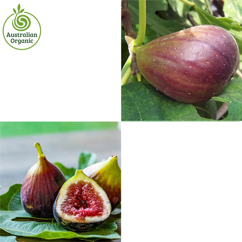 Certified Organic Figs Fresh - Purple